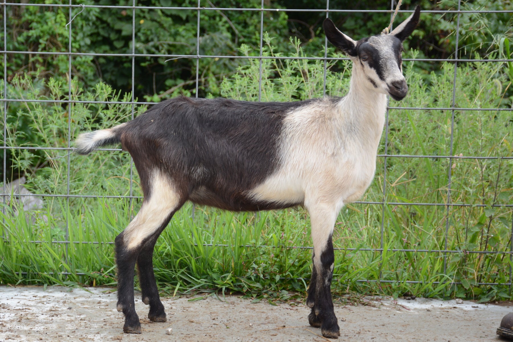 Varnish Alpine Doe