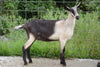 Varnish Alpine Doe