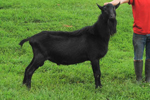 Zamboni - Alpine Dairy Goat in Southern Indiana