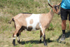 Zelena - Alpine Dairy Goat Southern Indiana 