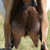 Zelena - Alpine Dairy Goat Southern Indiana Udder