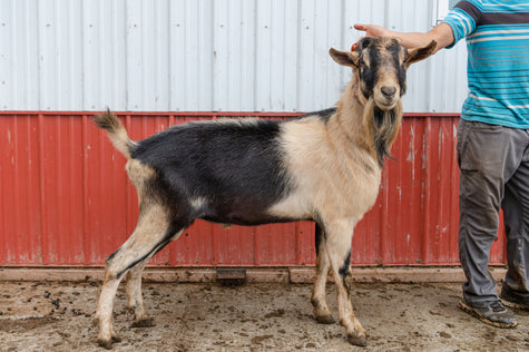 alpine buck tazer