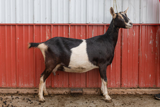 alpine doe teakwood