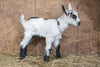 Ferriswheel Alpine baby goat