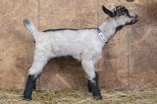 Fight Club alpine baby goat