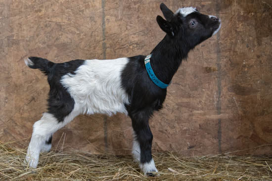 Jacklyn Alpine baby goat