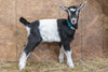 Jennifer Alpine baby goat