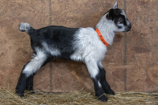Madrigal Alpine baby goat