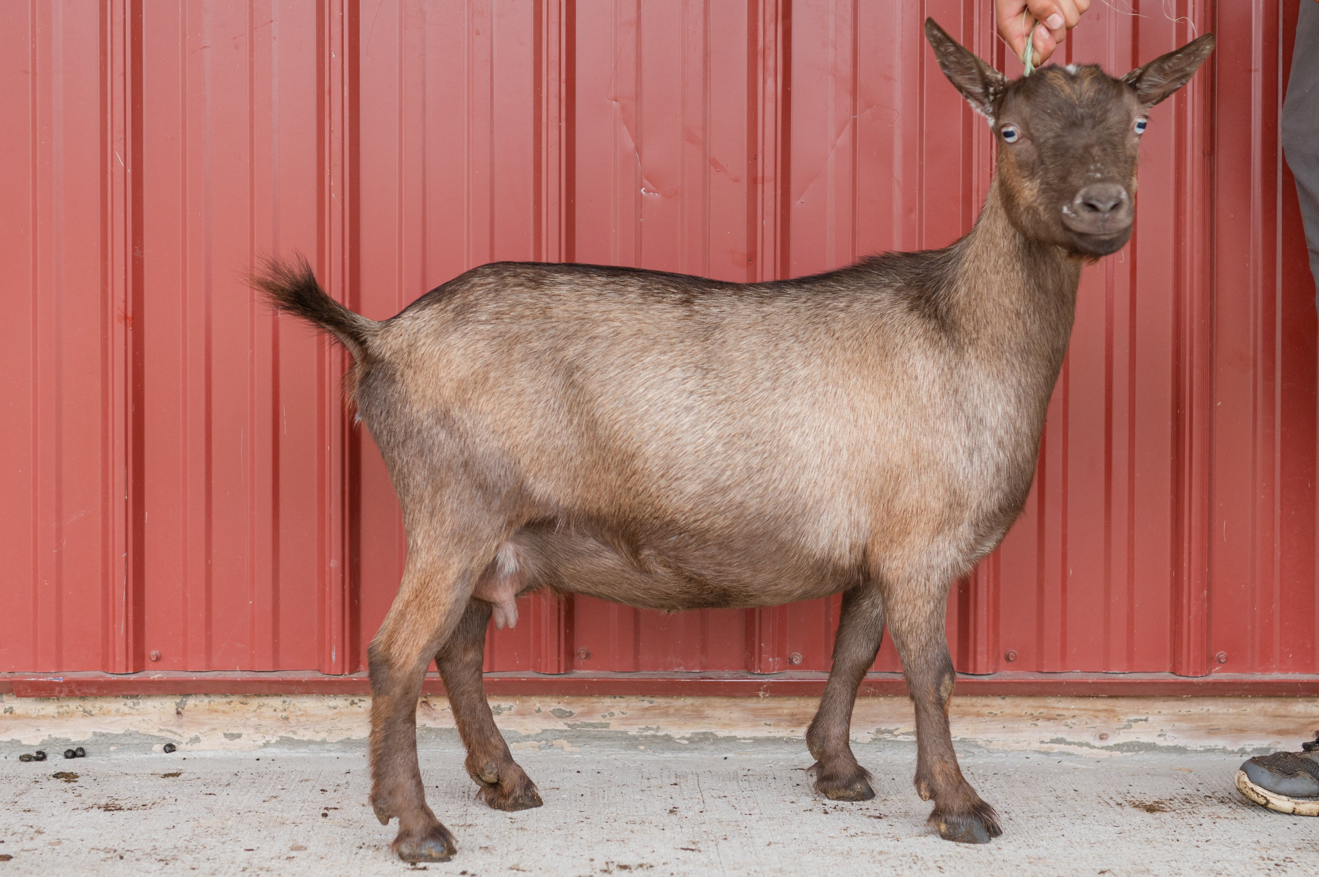 Nigerian Dwarf Goat