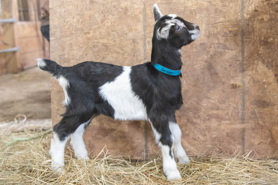 Sareem Alpine baby goat