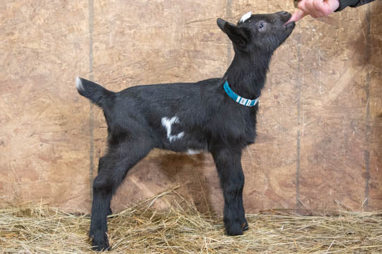 Sesame Alpine baby goat