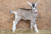 Timepiece alpine baby goat