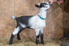 Valentina Alpine baby goat