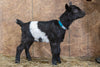 Villette alpine baby goat