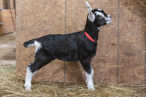 Virtuous Alpine baby goat
